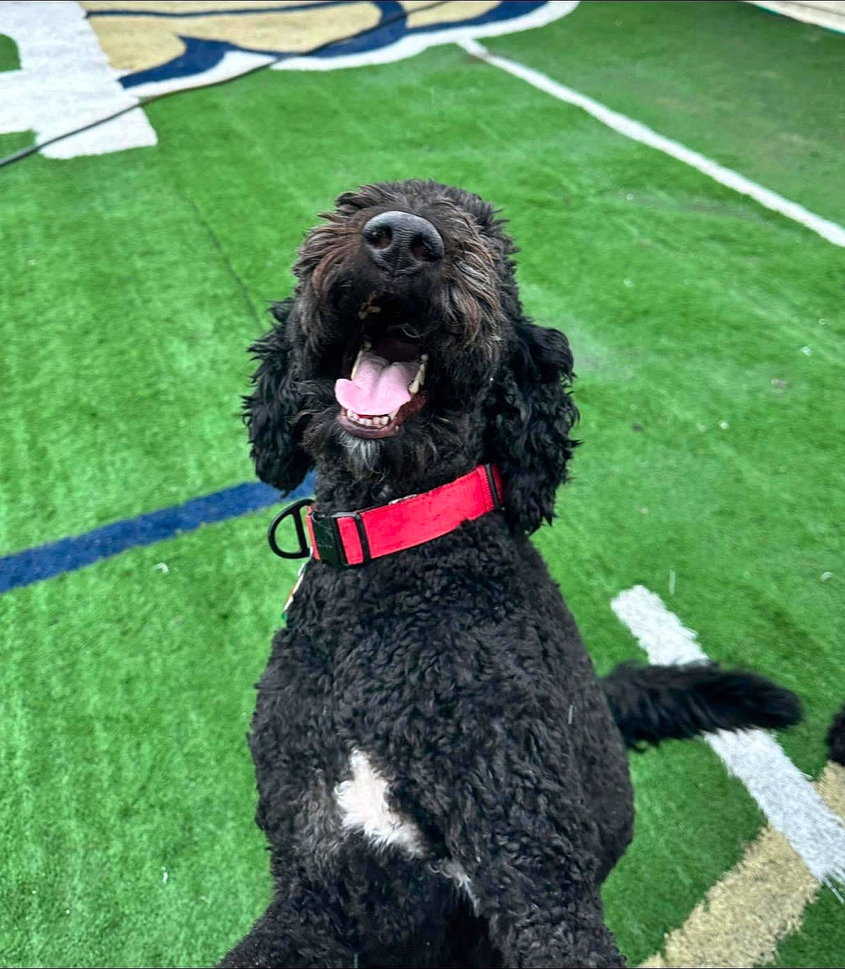 Rudy joined the competition — help win amazing prizes! artificial_turf, carnivore, collar, companion_dog, dog, dog_breed, dog_collar, dog_supply, flooring, fur, giant_dog_breed, grass, liver, non_sporting_group, sporting_group, terrier, toy_dog, water_dog, working_animal, working_dog