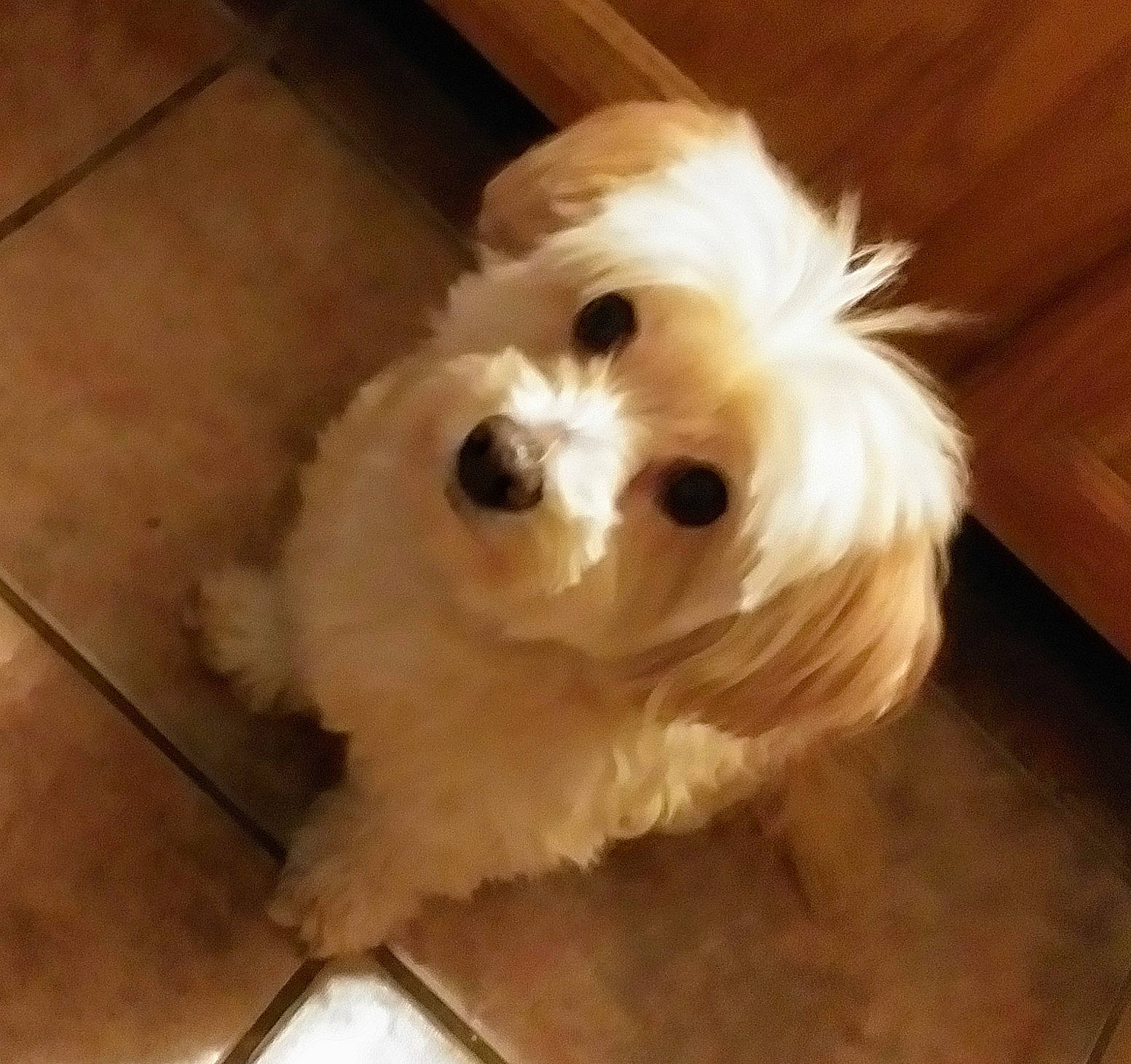 Morgan joined the competition — help win amazing prizes! canidae, carnivore, companion_dog, dog, dog_breed, eye, flooring, fur, hardwood, liver, shih_poo, small_terrier, snout, sporting_group, terrier, toy_dog, water_dog, whiskers, wood, working_animal