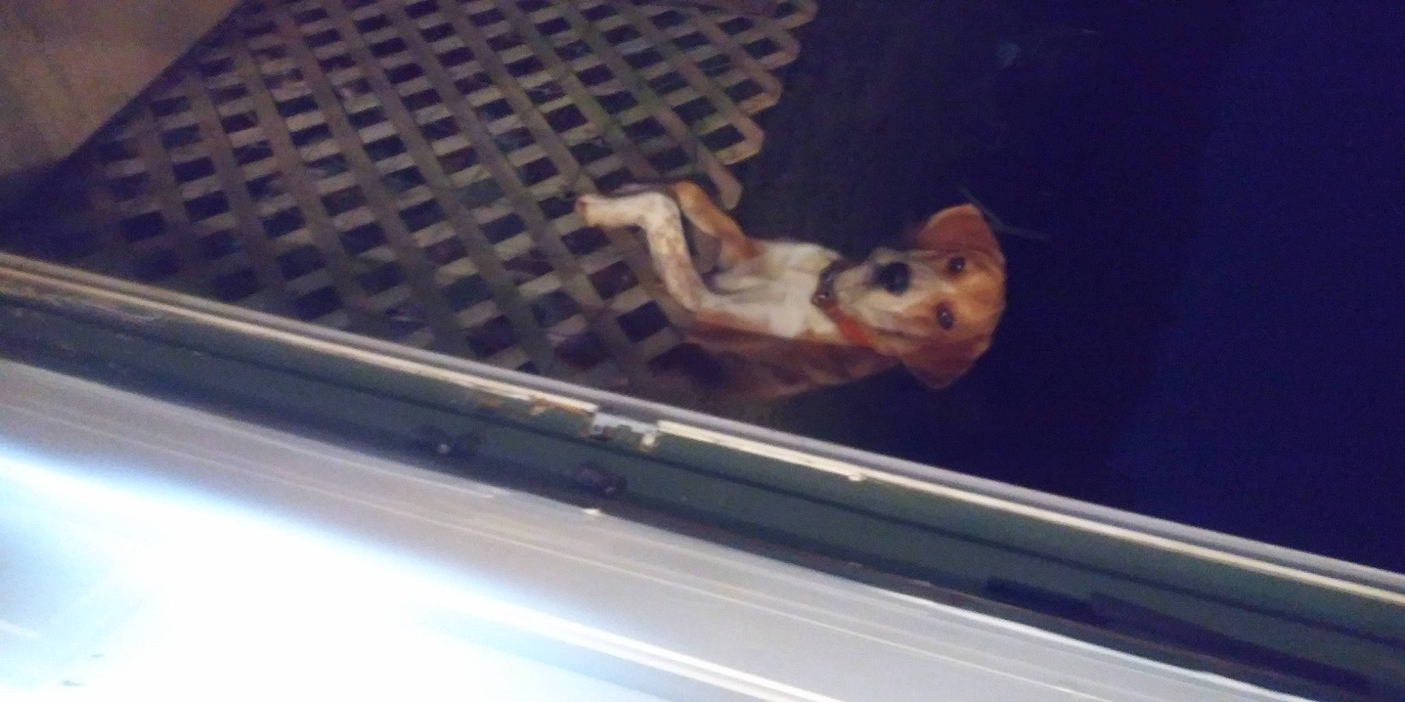 Fred joined the competition — help win amazing prizes! auto_part, automotive_exterior, automotive_window_part, carnivore, ceiling, dog, dog_breed, fawn, felidae, glass, hood, mesh, metal, small_to_medium_sized_cats, tail, vehicle_door, vertebrate, wildlife, window, windshield