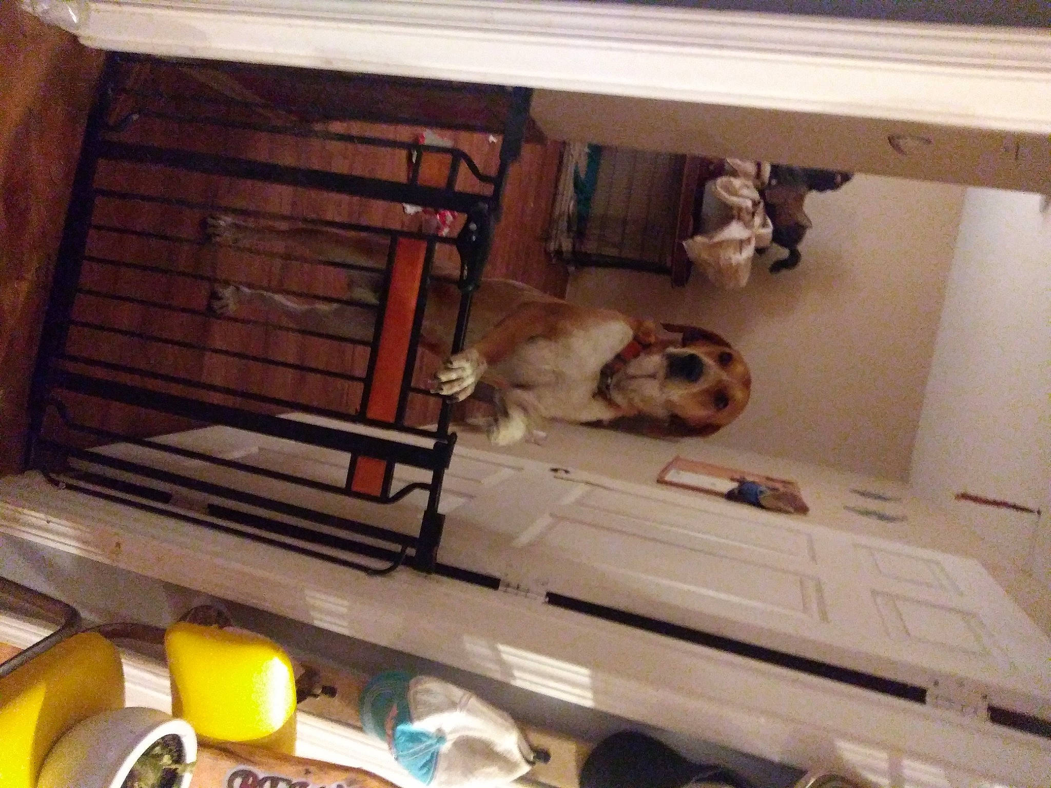 Fred is registered to the contest to win money with this photo: box, cabinetry, carnivore, cat, companion_dog, fawn, felidae, flooring, gas, hardwood, major_appliance, metal, pet_supply, plywood, room, shelving, shipping_box, small_to_medium_sized_cats, tableware, wood