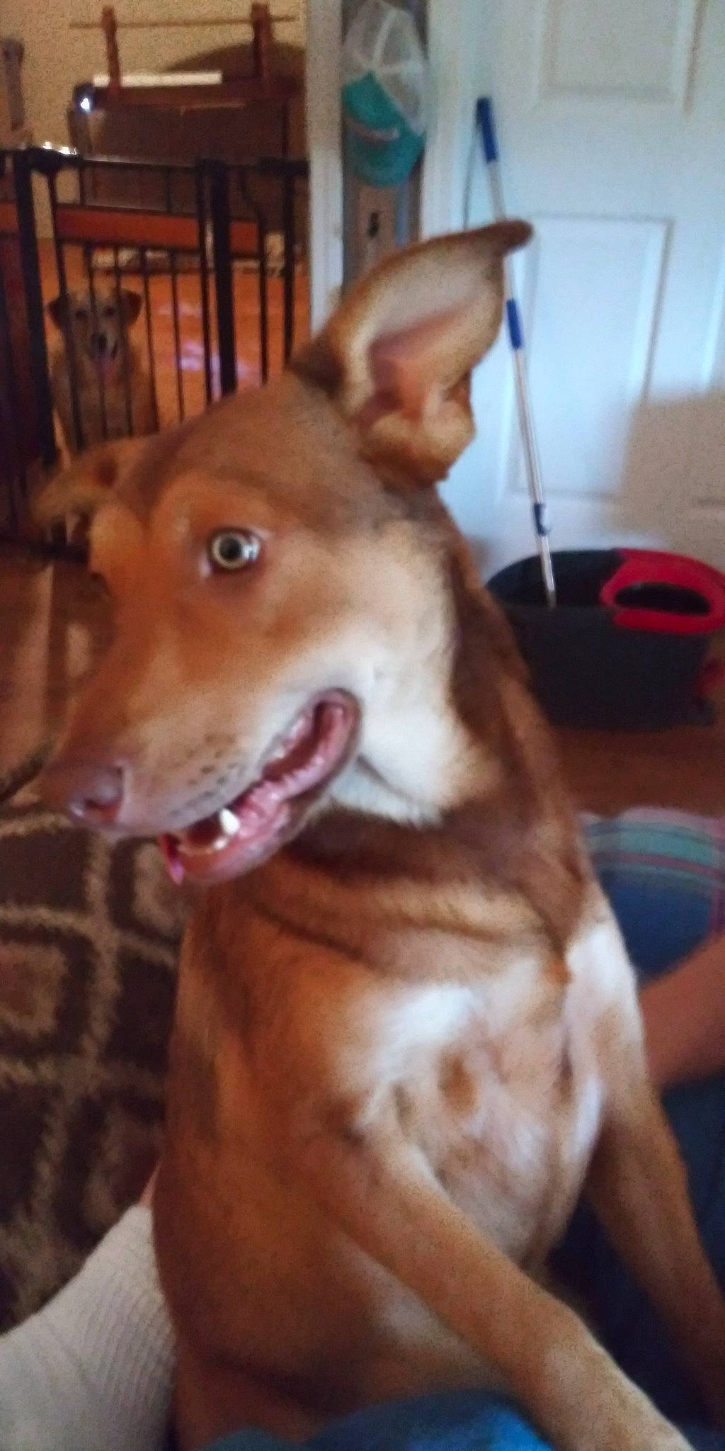 Whisper joined the competition — help win amazing prizes! basenji, canidae, carnivore, collar, companion_dog, dog, dog_breed, ear, fawn, fur, liver, paw, smile, sporting_group, tail, terrestrial_animal, whiskers, wood, working_animal, working_dog