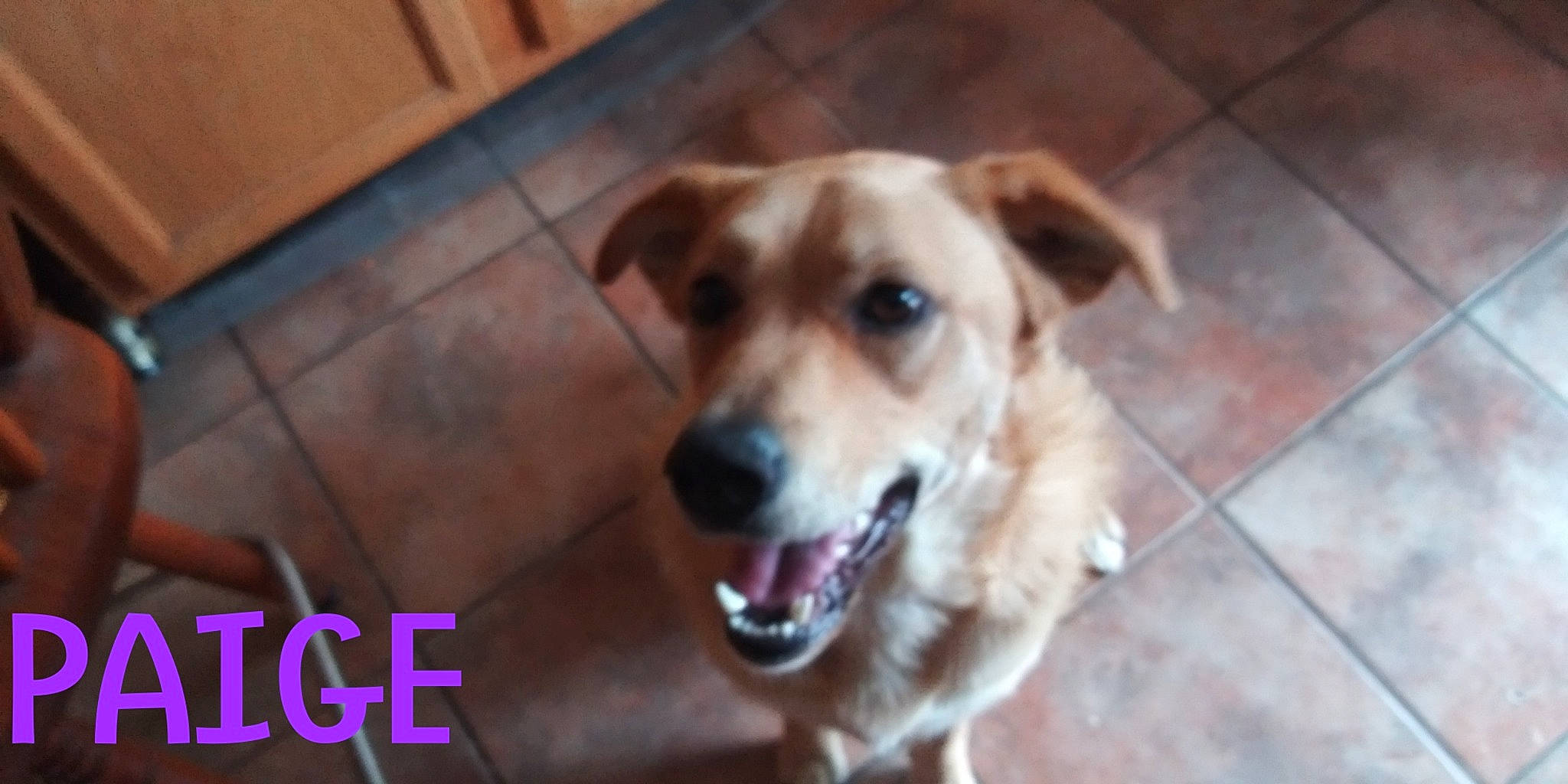 Paige is registered to the contest to win money with this photo: carnivore, collar, companion_dog, dog, dog_breed, dog_collar, dog_supply, fawn, flooring, fur, hardwood, pet_supply, photo_caption, snout, sporting_group, terrestrial_animal, tile_flooring, whiskers, wood, working_animal