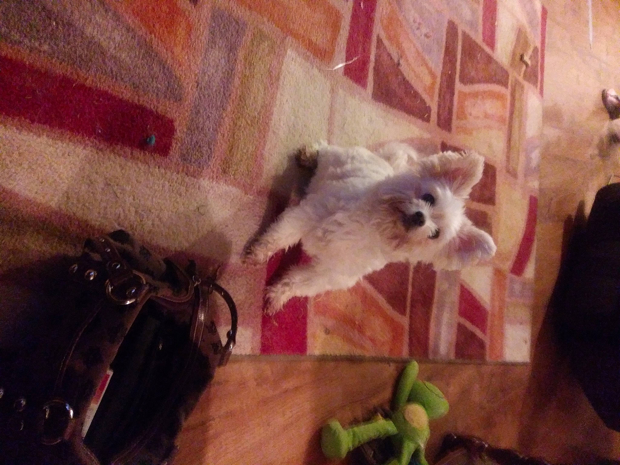 Calvin is registered to the contest to win money with this photo: canidae, cat, companion_dog, dog_breed, fawn, felidae, flooring, fur, paw, photo_caption, plant, ragdoll, small_terrier, small_to_medium_sized_cats, snout, tail, toy_dog, whiskers