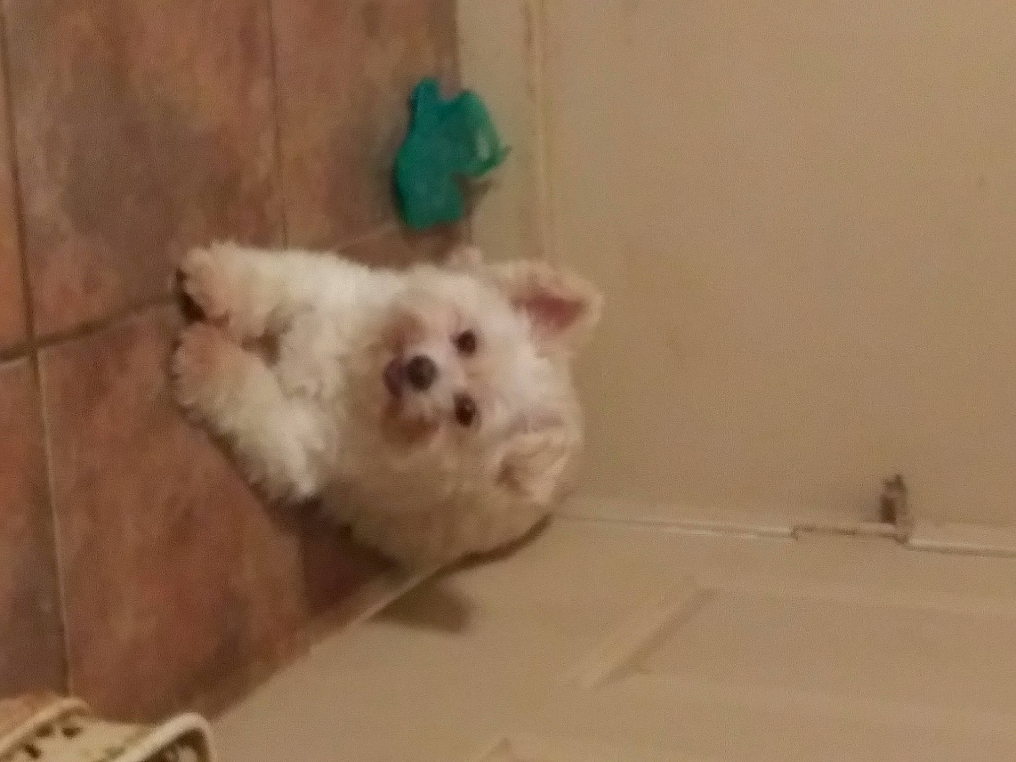 Calvin joined the competition — help win amazing prizes! canidae, carnivore, cat, companion_dog, dog_breed, dog_supply, fawn, felidae, flooring, fur, hardwood, paw, ragdoll, samoyed, small_to_medium_sized_cats, snout, sporting_group, tail, toy_dog, whiskers