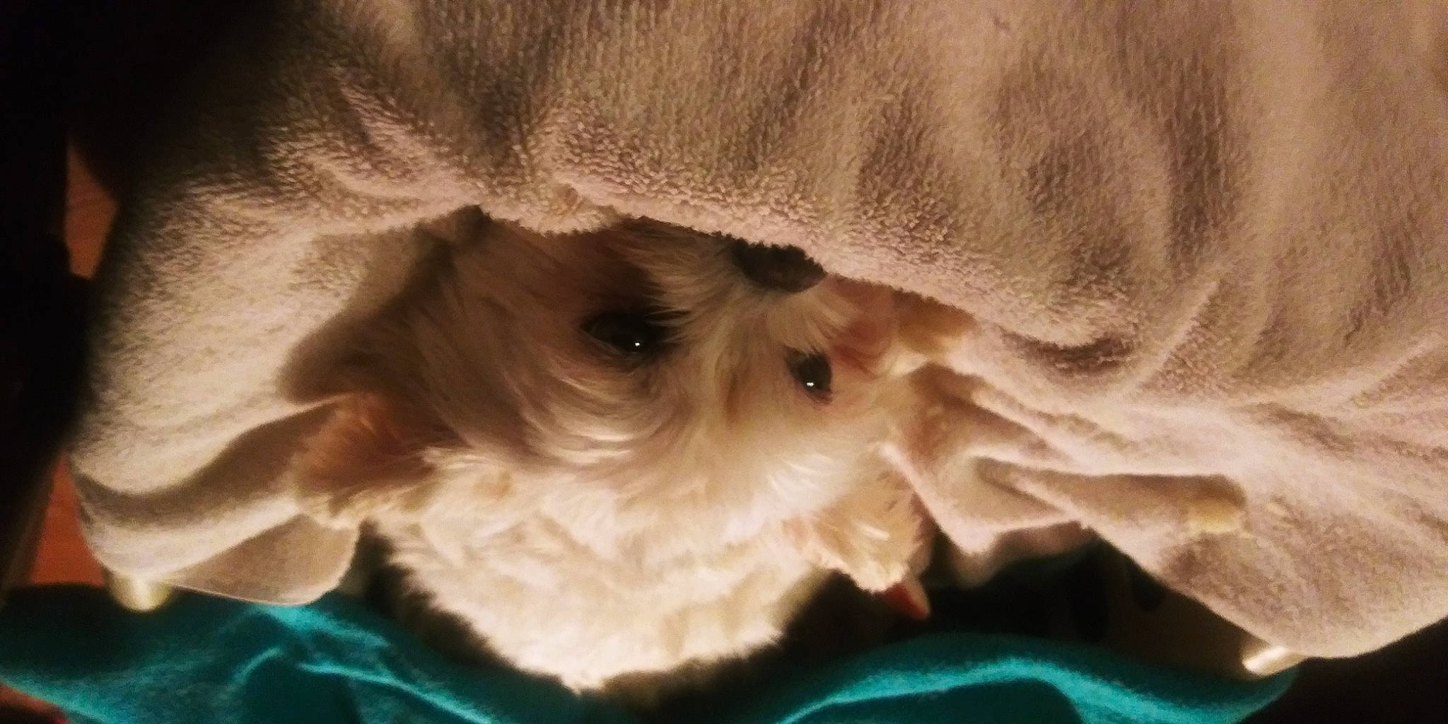 Calvin joined the competition — help win amazing prizes! canidae, carnivore, companion_dog, dog, dog_breed, eye, fawn, felidae, fur, hair, head, iris, liver, puppy, small_to_medium_sized_cats, snout, sporting_group, toy_dog, whiskers, working_animal