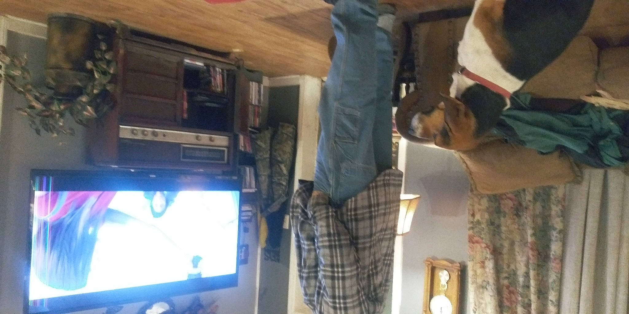 Norman joined the competition — help win amazing prizes! audio_equipment, companion_dog, computer, curtain, display_device, dog, dog_breed, entertainment, flat_panel_display, gadget, hardwood, house, machine, personal_computer, recreation, room, tartan, television, television_set, wood