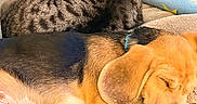Aïko a rejoint le concours — aidez-le/la à gagner de superbes lots ! animal, beagle, blanket, cat, companion, couch, cozy, cute, dog, domestic, fur, indoor, mammal, napping, pet, puppy, relaxing, resting, sleeping, tabby