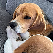 Aïko a rejoint le concours — aidez-le/la à gagner de superbes lots ! animal, beagle, canine, close_up, companion, couch, cozy, curled_up, cute, dog, ears, friend, fur, indoor, nose, pet, relaxed, resting, sleepy, tail