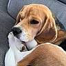 animal, beagle, canine, close_up, companion, couch, cozy, curled_up, cute, dog, ears, friend, fur, indoor, nose, pet, relaxed, resting, sleepy, tail