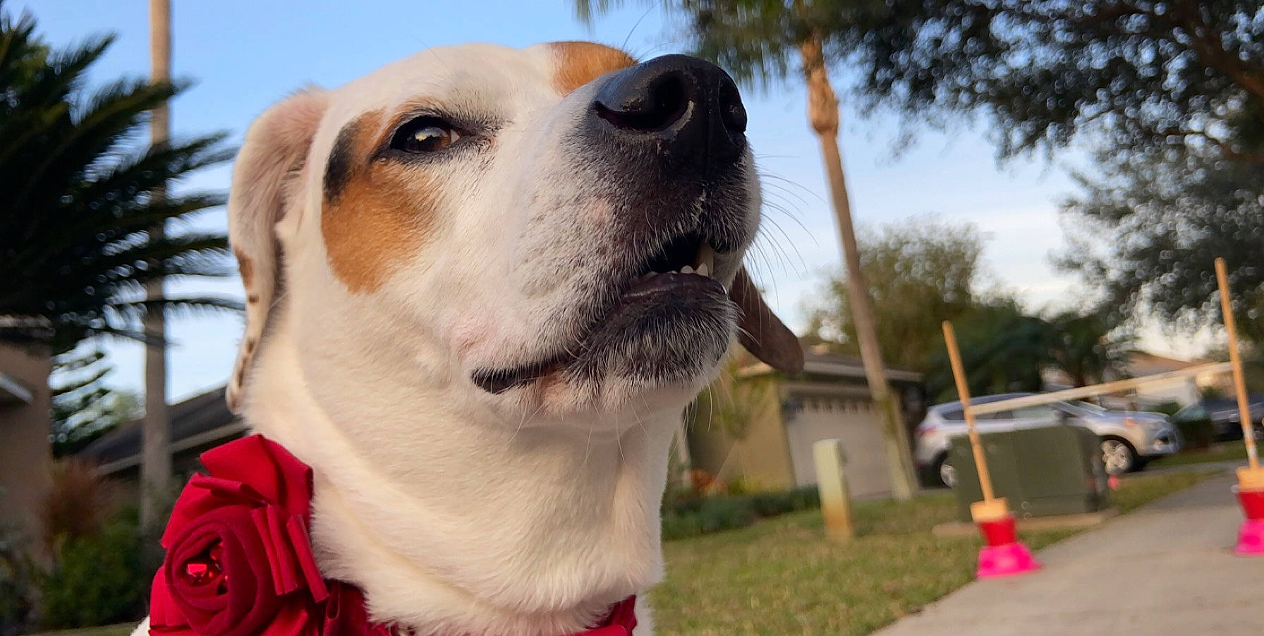 Sadie Bird joined the competition — help win amazing prizes! ancient_dog_breeds, canidae, carnivore, companion_dog, dog, dog_breed, fawn, labrador_retriever, mammal, nose, rare_breed_dog, snout, sporting_group, vertebrate