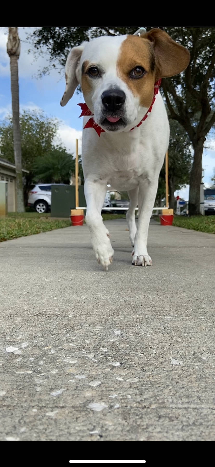 Sadie Bird is registered to the contest to win money with this photo: beagle, canidae, carnivore, companion_dog, dog, dog_breed, harrier, hunting_dog, jack_russell_terrier, mammal, russell_terrier, snout, sporting_group, street_dog, tail, vertebrate