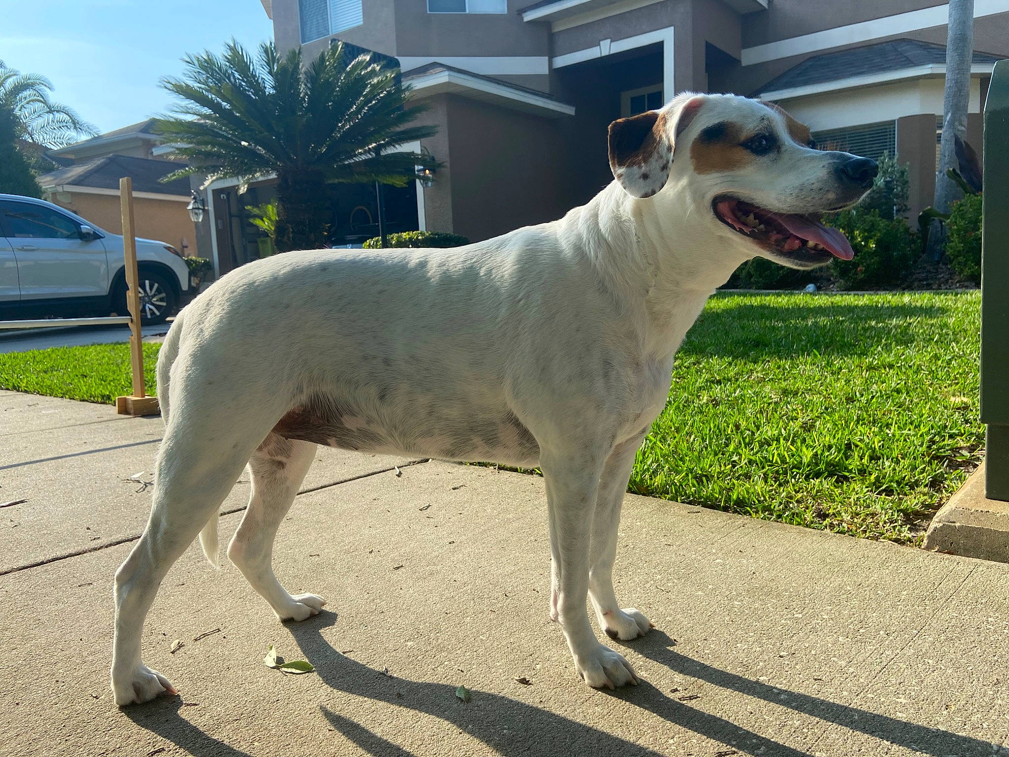 Sadie Bird joined the competition — help win amazing prizes! ancient_dog_breeds, bully_kutta, canidae, carnivore, companion_dog, dog, dog_breed, fawn, mammal, rare_breed_dog, vertebrate