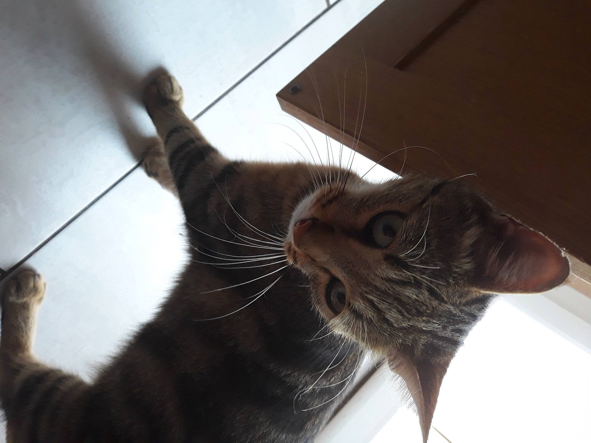 Jida a rejoint le concours — aidez-le/la à gagner de superbes lots ! asian, black_cat, carnivore, cat, domestic_short_haired_cat, ear, european_shorthair, eye, felidae, fur, havana_brown, kitten, organism, oriental_longhair, small_to_medium_sized_cats, snout, tabby_cat, tail, whiskers