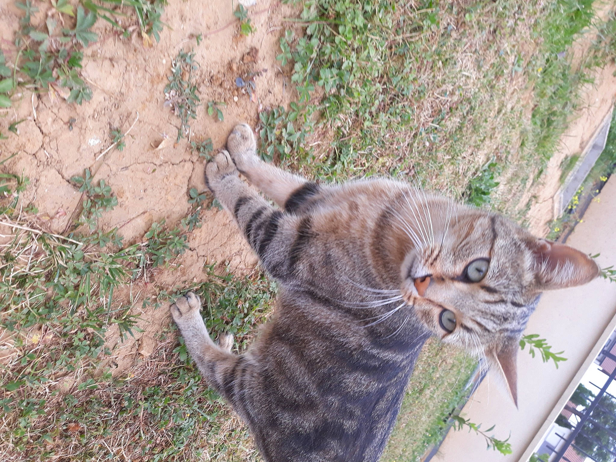 Jida a rejoint le concours — aidez-le/la à gagner de superbes lots ! asian, bengal, carnivore, cat, domestic_short_haired_cat, dragon_li, european_shorthair, felidae, grass, mammal, ocicat, pixie_bob, rusty_spotted_cat, small_to_medium_sized_cats, snout, sokoke, tabby_cat, tail, whiskers, wild_cat