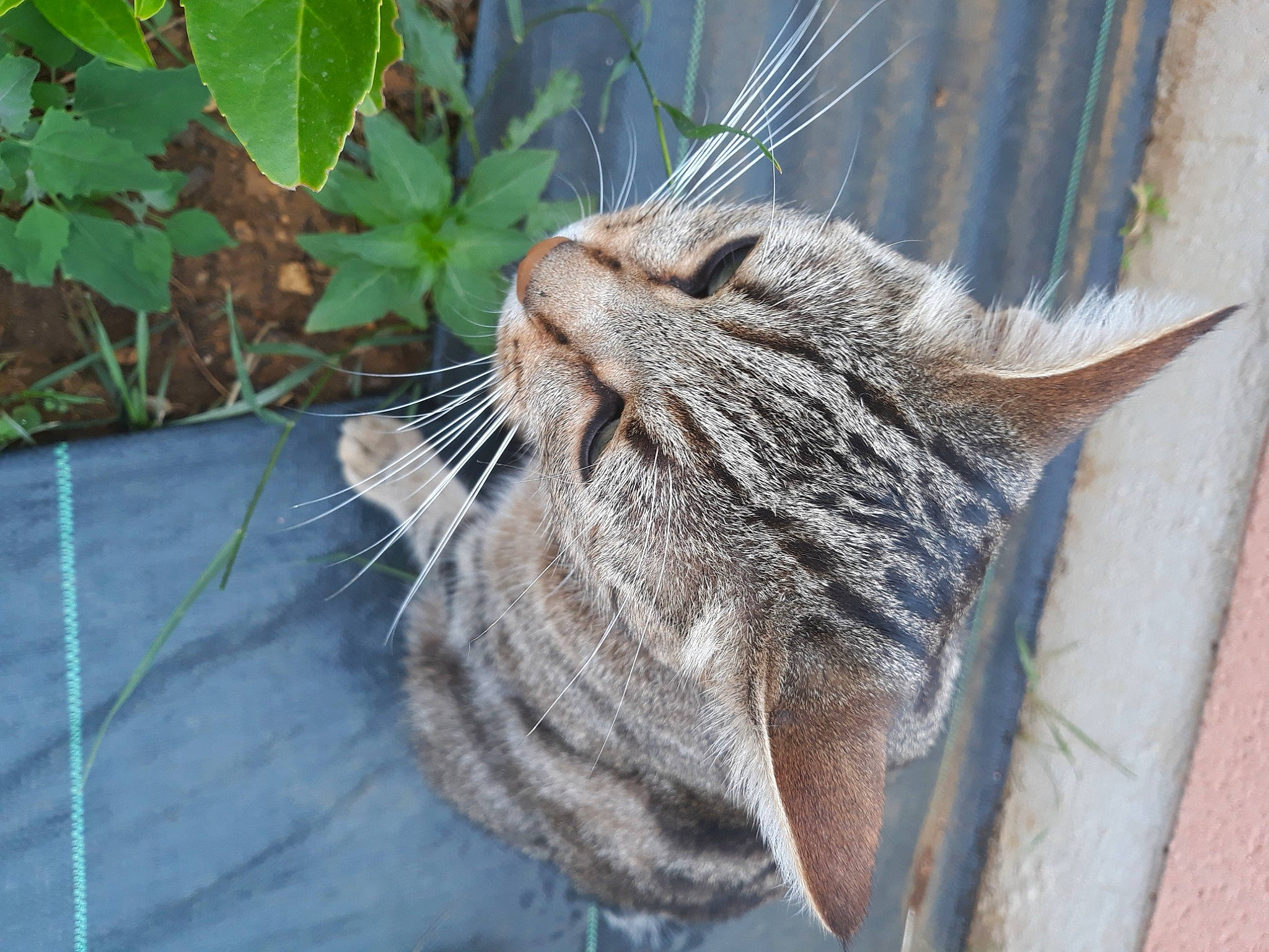 Jida a rejoint le concours — aidez-le/la à gagner de superbes lots ! aegean_cat, american_shorthair, asian, carnivore, cat, domestic_short_haired_cat, dragon_li, european_shorthair, felidae, fur, ocicat, pixie_bob, small_to_medium_sized_cats, snout, tabby_cat, whiskers, wild_cat