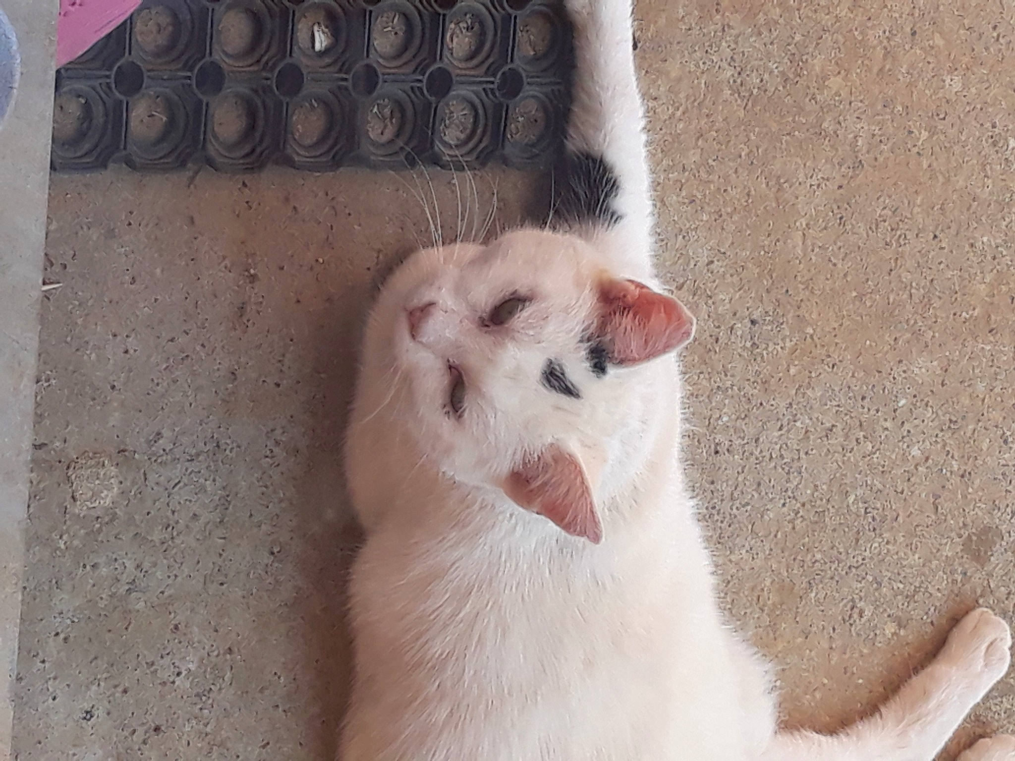 Nounours participe au concours pour gagner de l'argent avec cette photo : canidae, carnivore, cat, dog_breed, fawn, felidae, paw, small_to_medium_sized_cats, whiskers