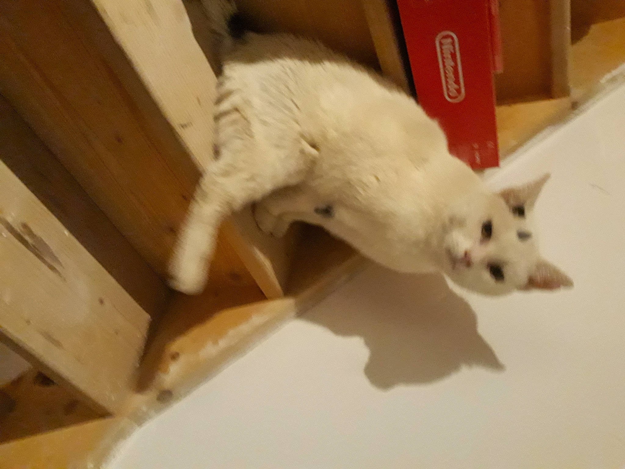 Nounours participe au concours pour gagner de l'argent avec cette photo : canidae, carnivore, cat, felidae, mammal, small_to_medium_sized_cats, tail, turkish_angora, whiskers, white