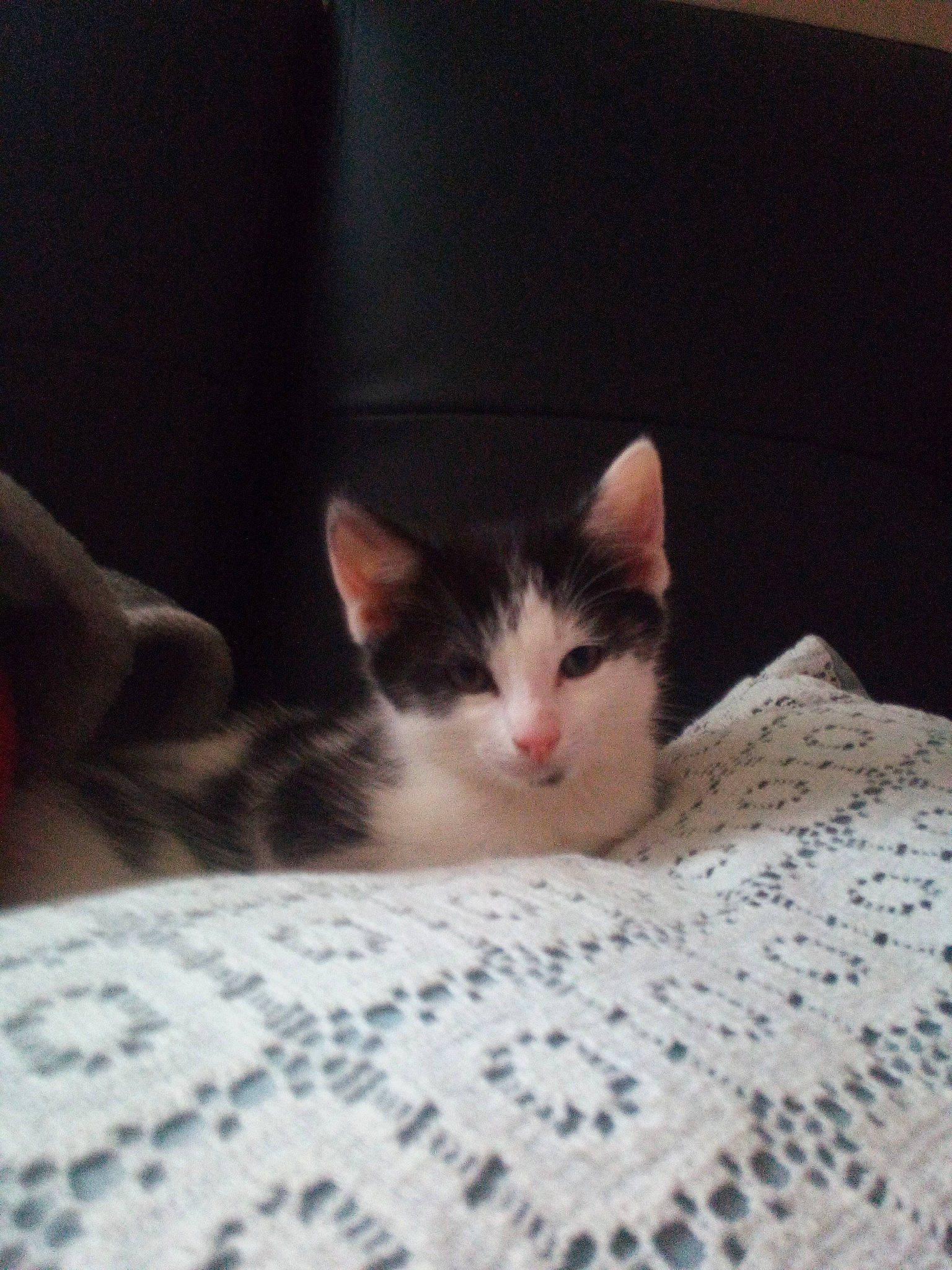 Leyl participe au concours pour gagner de l'argent avec cette photo : aegean_cat, american_wirehair, asian, carnivore, cat, domestic_short_haired_cat, ear, european_shorthair, felidae, fur, kitten, nap, nose, polydactyl_cat, skin, small_to_medium_sized_cats, whiskers