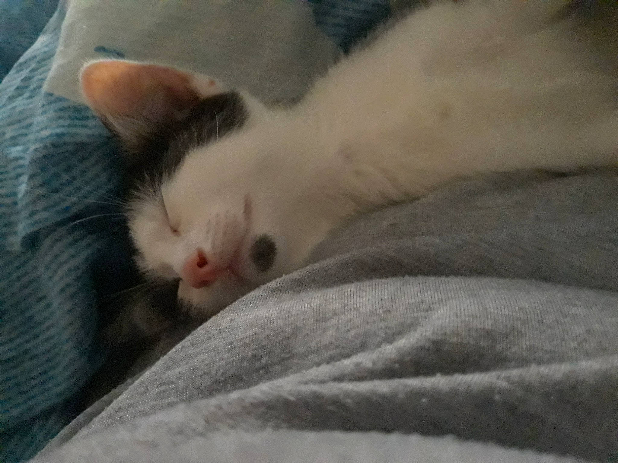 Leyl a rejoint le concours — aidez-le/la à gagner de superbes lots ! aegean_cat, carnivore, cat, domestic_short_haired_cat, eye, fawn, felidae, kitten, nap, polydactyl_cat, small_to_medium_sized_cats, snout, turkish_angora, turkish_van, whiskers