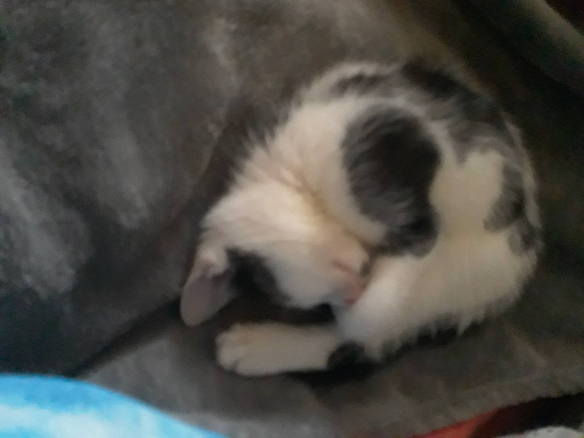 Leyl a rejoint le concours — aidez-le/la à gagner de superbes lots ! canidae, carnivore, cat, companion_dog, dog, dog_breed, fawn, japanese_chin, mammal, non_sporting_group, puppy, shih_tzu, snout, vertebrate, whiskers