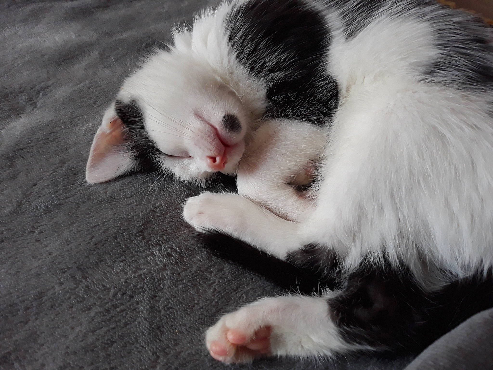 Leyl participe au concours pour gagner de l'argent avec cette photo : carnivore, cat, claw, felidae, fur, kitten, mammal, nap, paw, polydactyl_cat, small_to_medium_sized_cats, snout, tail, vertebrate, whiskers