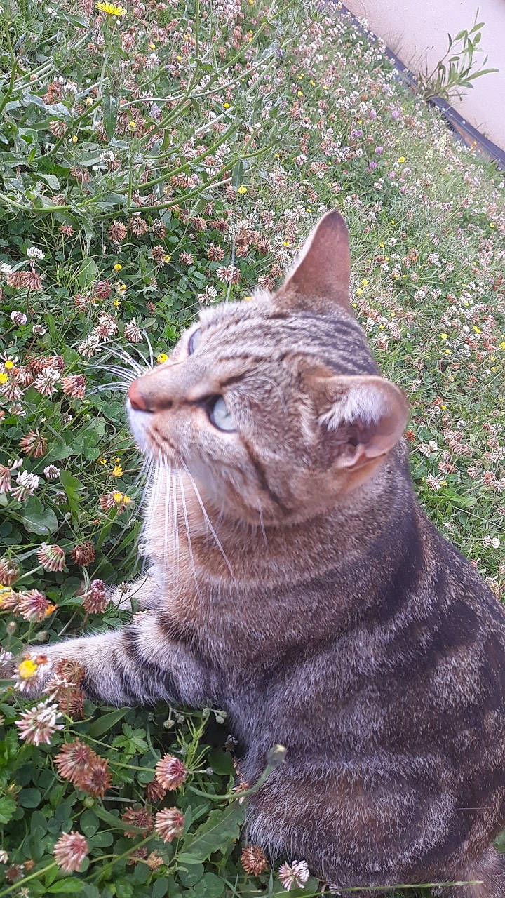 Hi-ond-ji-da a rejoint le concours — aidez-le/la à gagner de superbes lots ! american_shorthair, asian, british_shorthair, carnivore, cat, domestic_short_haired_cat, european_shorthair, fawn, felidae, fur, grass, leaf, mammal, plant, small_to_medium_sized_cats, snout, tabby_cat, tree, whiskers, wild_cat