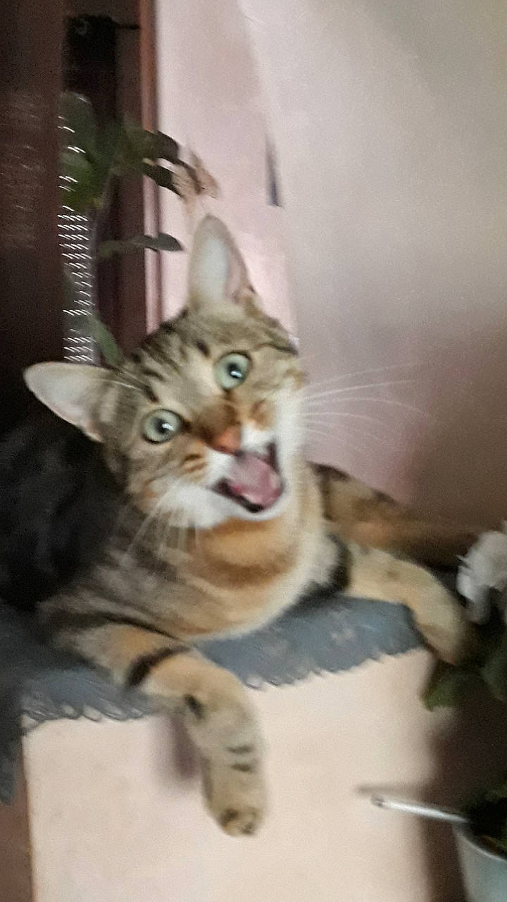 Hi-ond-ji-da participe au concours pour gagner de l'argent avec cette photo : aegean_cat, american_shorthair, asian, carnivore, cat, chausie, domestic_short_haired_cat, dragon_li, european_shorthair, felidae, kitten, mammal, ocicat, pixie_bob, savannah, small_to_medium_sized_cats, sokoke, tabby_cat, vertebrate, whiskers