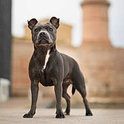 Nala participe au concours pour gagner de l'argent avec cette photo : dog, black_dog, white_chest_patch, standing, alert, outdoor, concrete, blurred_background, architecture, canine, pet, animal, short_hair, ears_up, focused, portrait, street, daylight, muzzle, four_legs