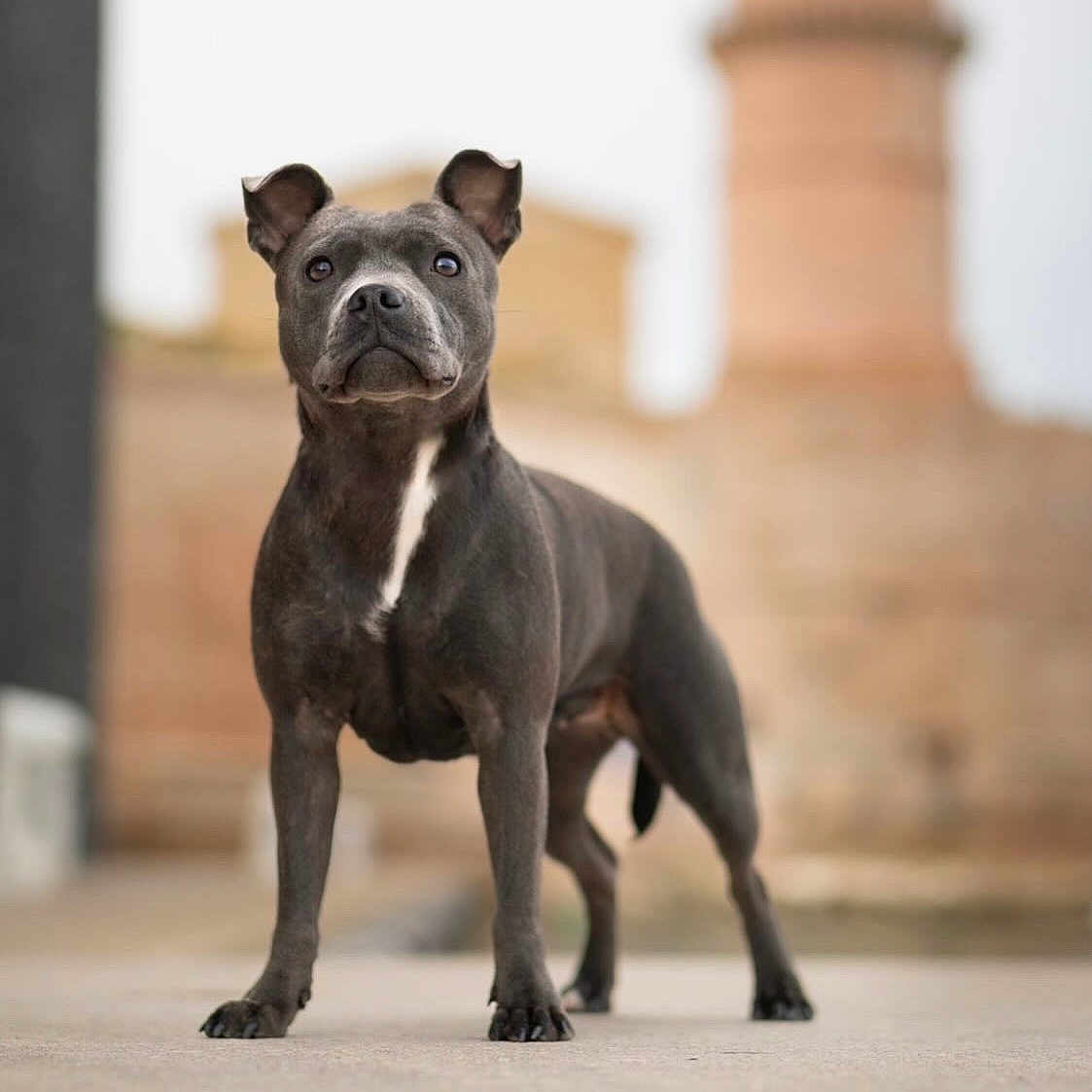 Nala participe au concours pour gagner de l'argent avec cette photo : alert, animal, architecture, black_dog, blurred_background, canine, concrete, daylight, dog, ears_up, focused, four_legs, muzzle, outdoor, pet, portrait, short_hair, standing, street, white_chest_patch