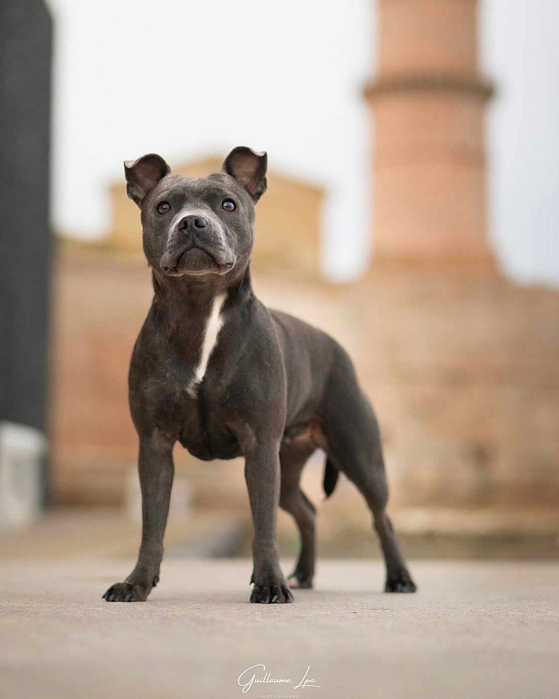 Nala participe au concours pour gagner de l'argent avec cette photo : dog, black_dog, white_chest_patch, standing, alert, outdoor, concrete, blurred_background, architecture, canine, pet, animal, short_hair, ears_up, focused, portrait, street, daylight, muzzle, four_legs