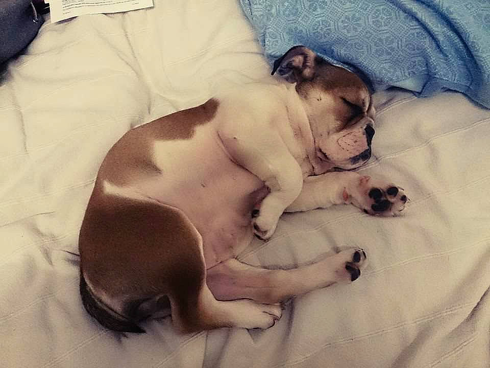 Lou participe au concours pour gagner de l'argent avec cette photo : abdomen, barechested, canidae, carnivore, chest, comfort, companion_dog, dog, dog_breed, fawn, guard_dog, linens, nap, paw, snout, sporting_group, tail, toy_dog, working_animal, wrist