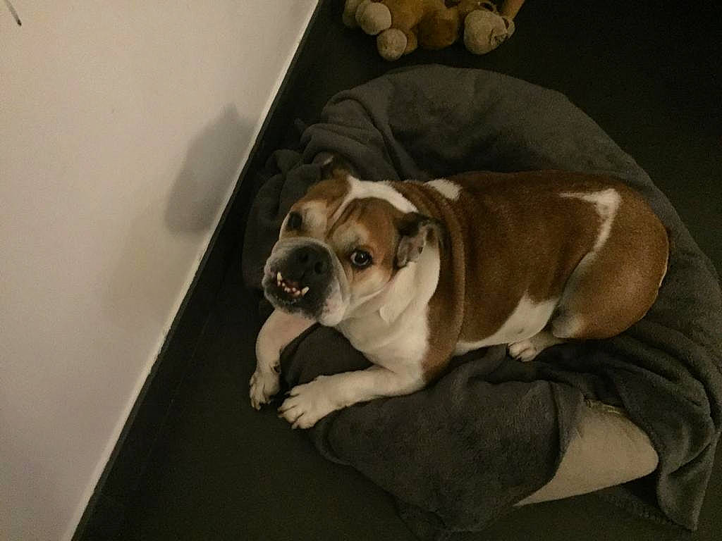 Lou participe au concours pour gagner de l'argent avec cette photo : bored, bulldog, canidae, carnivore, comfort, companion_dog, dog, dog_breed, fawn, flooring, hardwood, sporting_group, terrestrial_animal, toy_dog, whiskers, window, wood, working_animal, working_dog, wrinkle