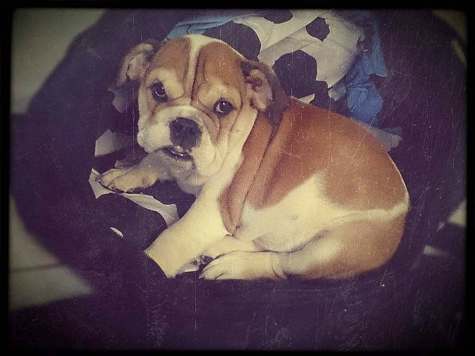 Lou participe au concours pour gagner de l'argent avec cette photo : art, bored, canidae, carnivore, comfort, companion_dog, dog, dog_breed, fawn, picture_frame, puppy_love, rectangle, sporting_group, square, stock_photography, tints_and_shades, toy_dog, whiskers, working_animal, wrinkle