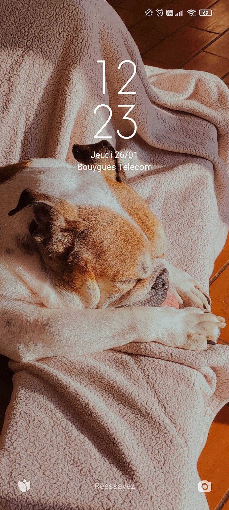 Lou participe au concours pour gagner de l'argent avec cette photo : bedding, canidae, carnivore, comfort, companion_dog, dog, dog_breed, fawn, felidae, font, fur, linens, liver, paw, snout, sporting_group, textile, toy_dog, whiskers, working_animal