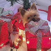 Onny a rejoint le concours — aidez-le/la à gagner de superbes lots ! dog, gift_box, silver_bow, christmas_tree, holiday_lights, santa_figurine, festive, decorations, fluffy_dog, red_gift_wrap, winter, snow_decoration, cute_pet, small_dog, indoor, celebration, christmas, holiday, cozy, ornaments