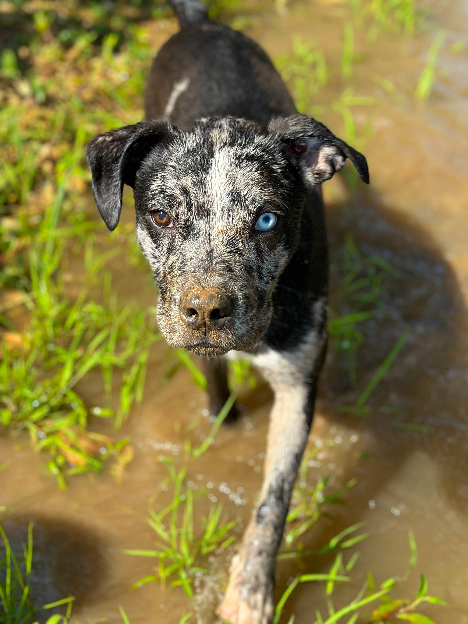 Cookie joined the competition — help win amazing prizes! adventure, canidae, carnivore, companion_dog, dog, dog_breed, eye, fawn, grass, grassland, plant, puppy, snout, soil, sporting_group, terrestrial_animal, water, whiskers, wildlife, working_animal