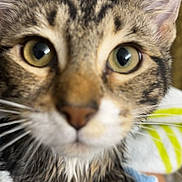 Opal joined the competition — help win amazing prizes! cat, tabby, wet, close_up, towel, animal, pet, fur, whiskers, ears, eyes, face, domestic_animal, indoor, curious, young, cute, feline, mammal, portrait