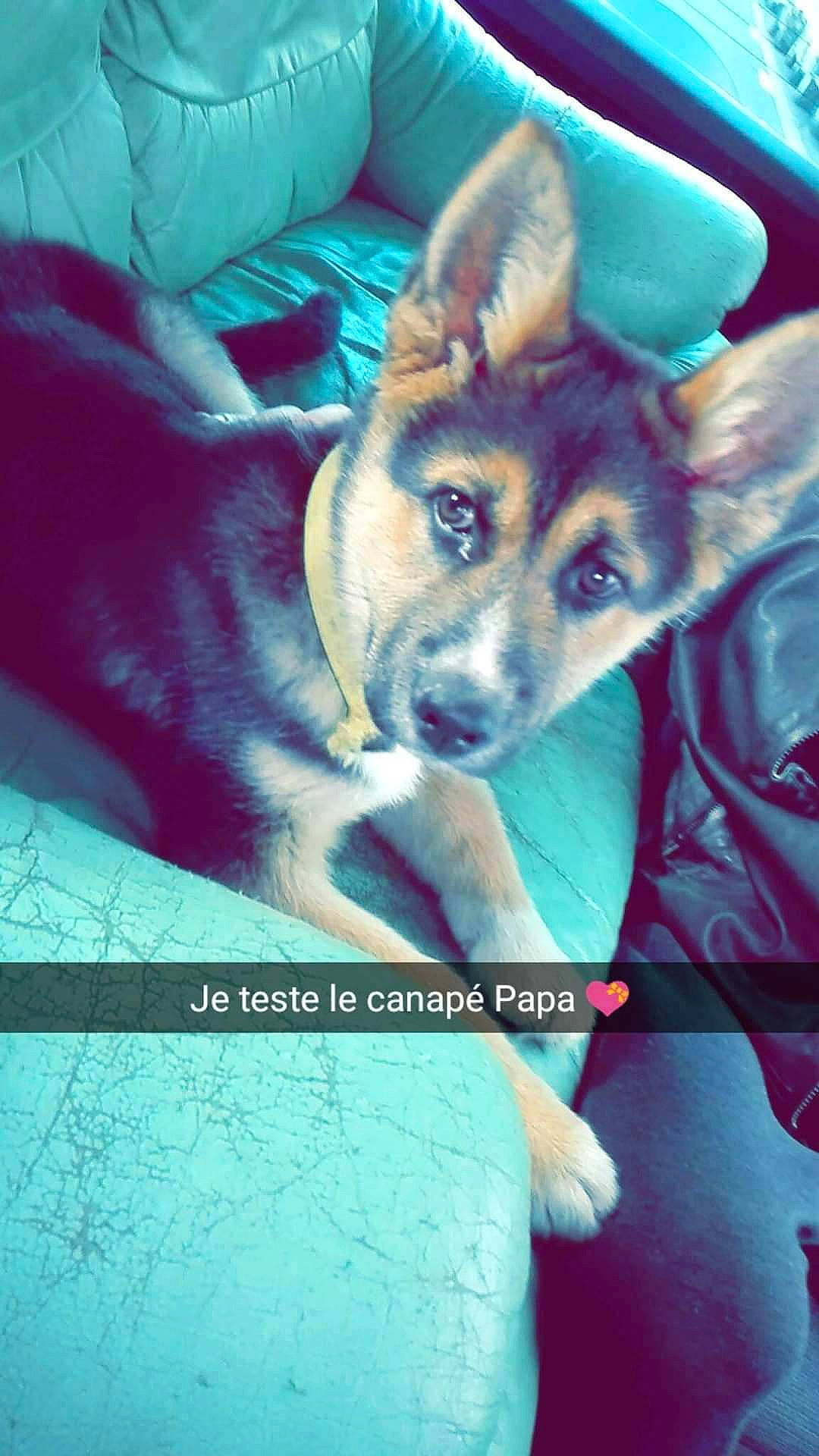 Rocky participe au concours pour gagner de l'argent avec cette photo : canidae, canis, carnivore, comfort, companion_dog, dog, dog_breed, electric_blue, fawn, fur, jaw, non_sporting_group, photo_caption, snout, sporting_group, square, terrestrial_animal, whiskers, working_animal, working_dog