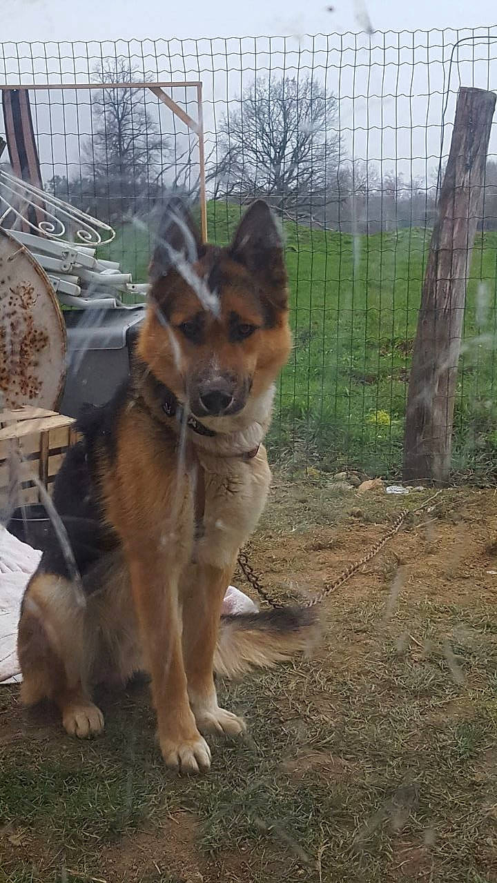 Rocky a rejoint le concours — aidez-le/la à gagner de superbes lots ! canis, carnivore, companion_dog, dog, dog_breed, east_european_shepherd, fawn, fence, fur, german_shepherd_dog, herding_dog, king_shepherd, old_german_shepherd_dog, plant, sky, snout, tail, terrestrial_animal, tree, working_animal