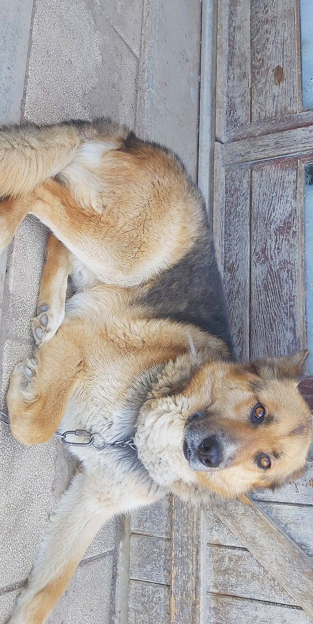 Rocky participe au concours pour gagner de l'argent avec cette photo : big_cats, canidae, carnivore, claw, companion_dog, dog, dog_breed, door, fawn, felidae, fur, paw, puppy, snout, sporting_group, street_dog, terrestrial_animal, whiskers, wildlife