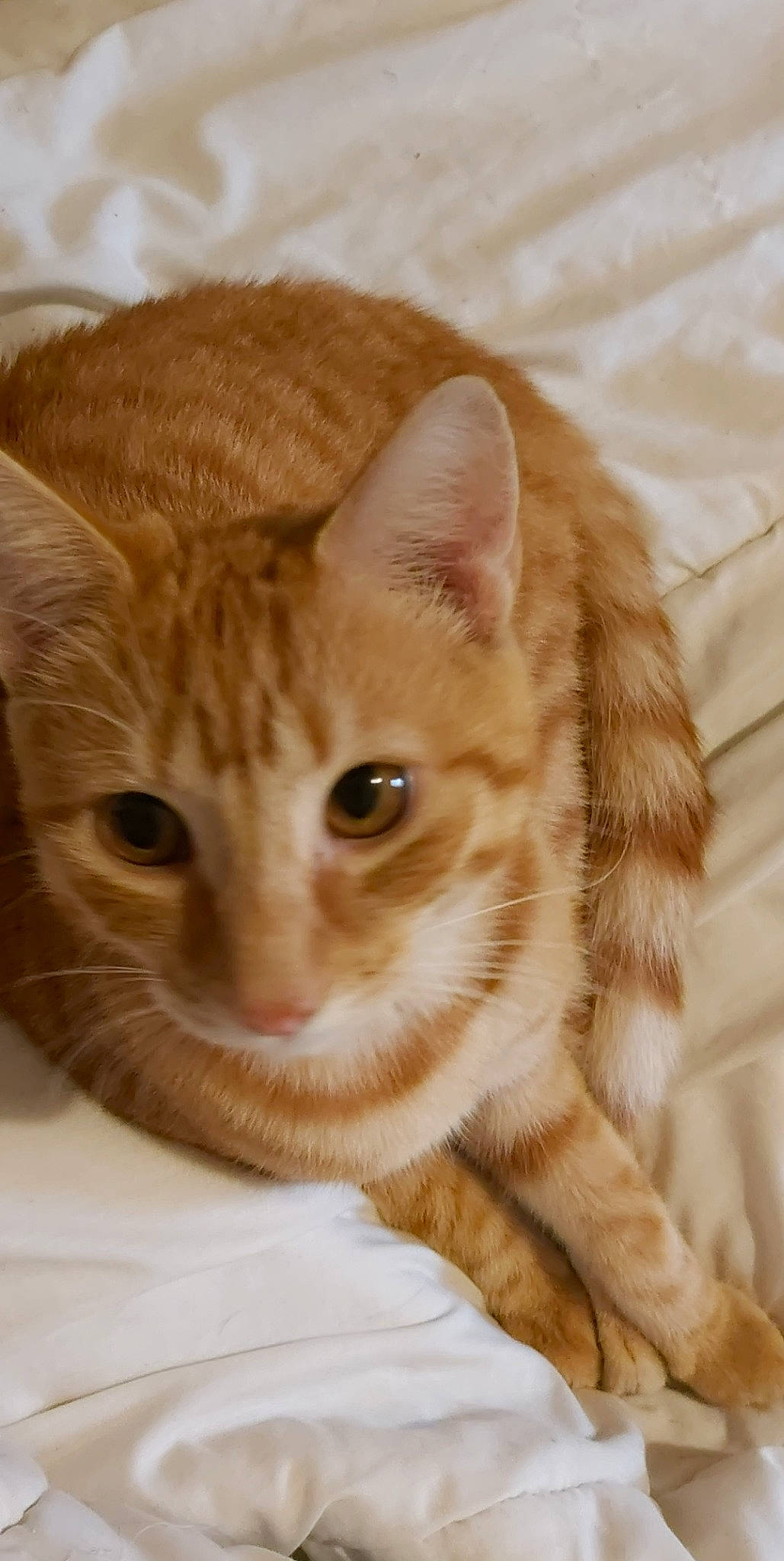 Saïko a rejoint le concours — aidez-le/la à gagner de superbes lots ! carnivore, cat, close_up, comfort, domestic_short_haired_cat, fawn, felidae, fur, paw, peach, small_to_medium_sized_cats, snout, tail, terrestrial_animal, whiskers, wildlife, wood