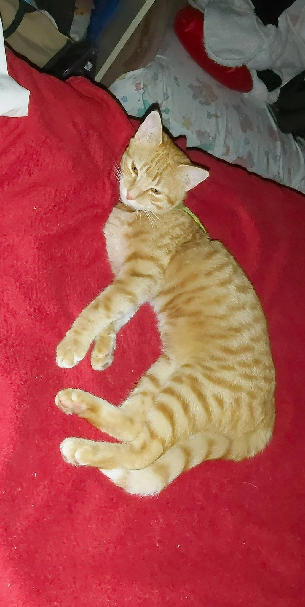 Saïko participe au concours pour gagner de l'argent avec cette photo : carnivore, cat, claw, comfort, domestic_short_haired_cat, fawn, felidae, foot, fur, linens, paw, peach, small_to_medium_sized_cats, tail, textile, whiskers