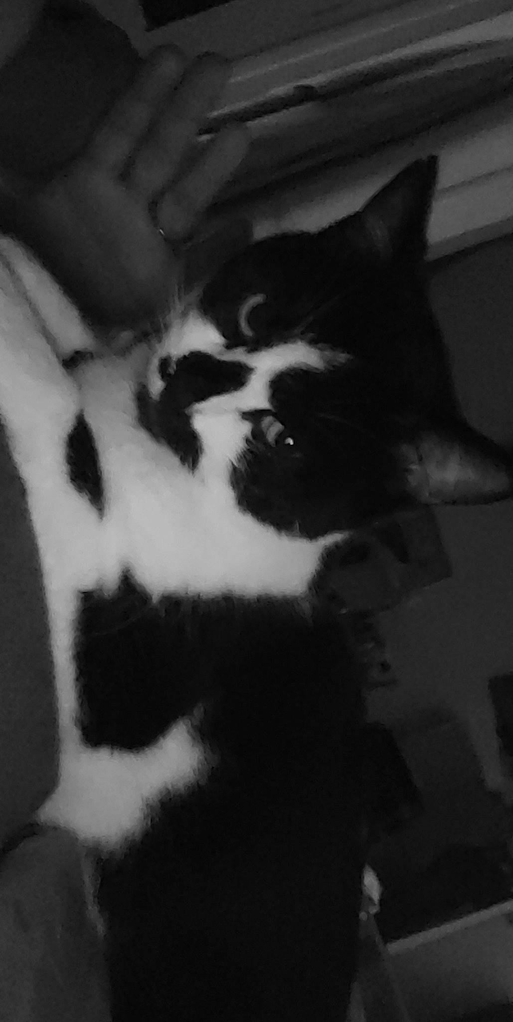 Happy participe au concours pour gagner de l'argent avec cette photo : carnivore, cat, claw, cloud, darkness, domestic_short_haired_cat, felidae, fur, monochrome, monochrome_photography, paw, shadow, small_to_medium_sized_cats, snout, tail, terrestrial_animal, tints_and_shades, whiskers, window