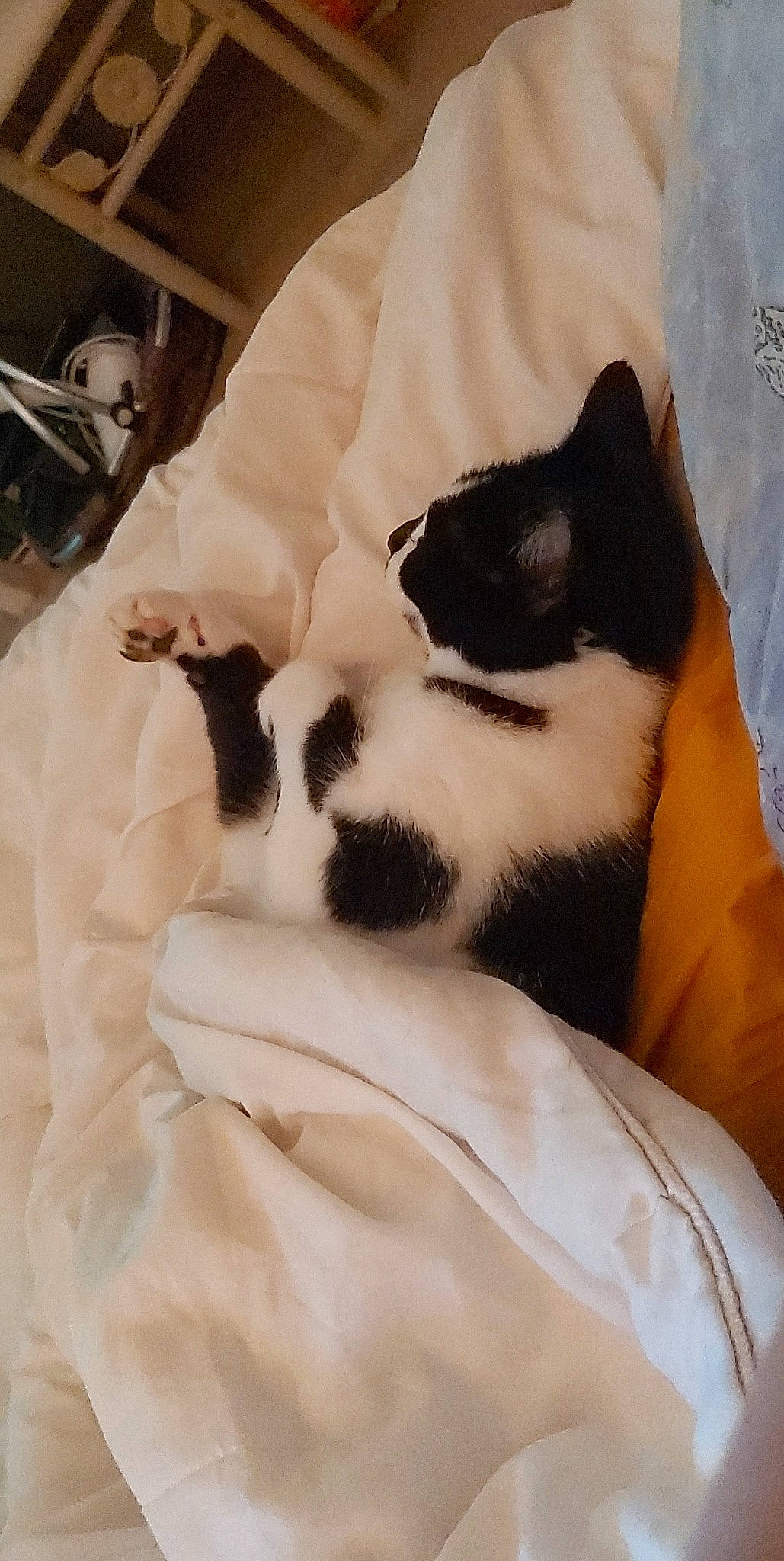 Happy participe au concours pour gagner de l'argent avec cette photo : bedding, canidae, carnivore, cat, cat_bed, comfort, domestic_short_haired_cat, eye, felidae, fur, human_leg, linens, nap, paw, room, small_to_medium_sized_cats, snout, tail, terrestrial_animal, whiskers