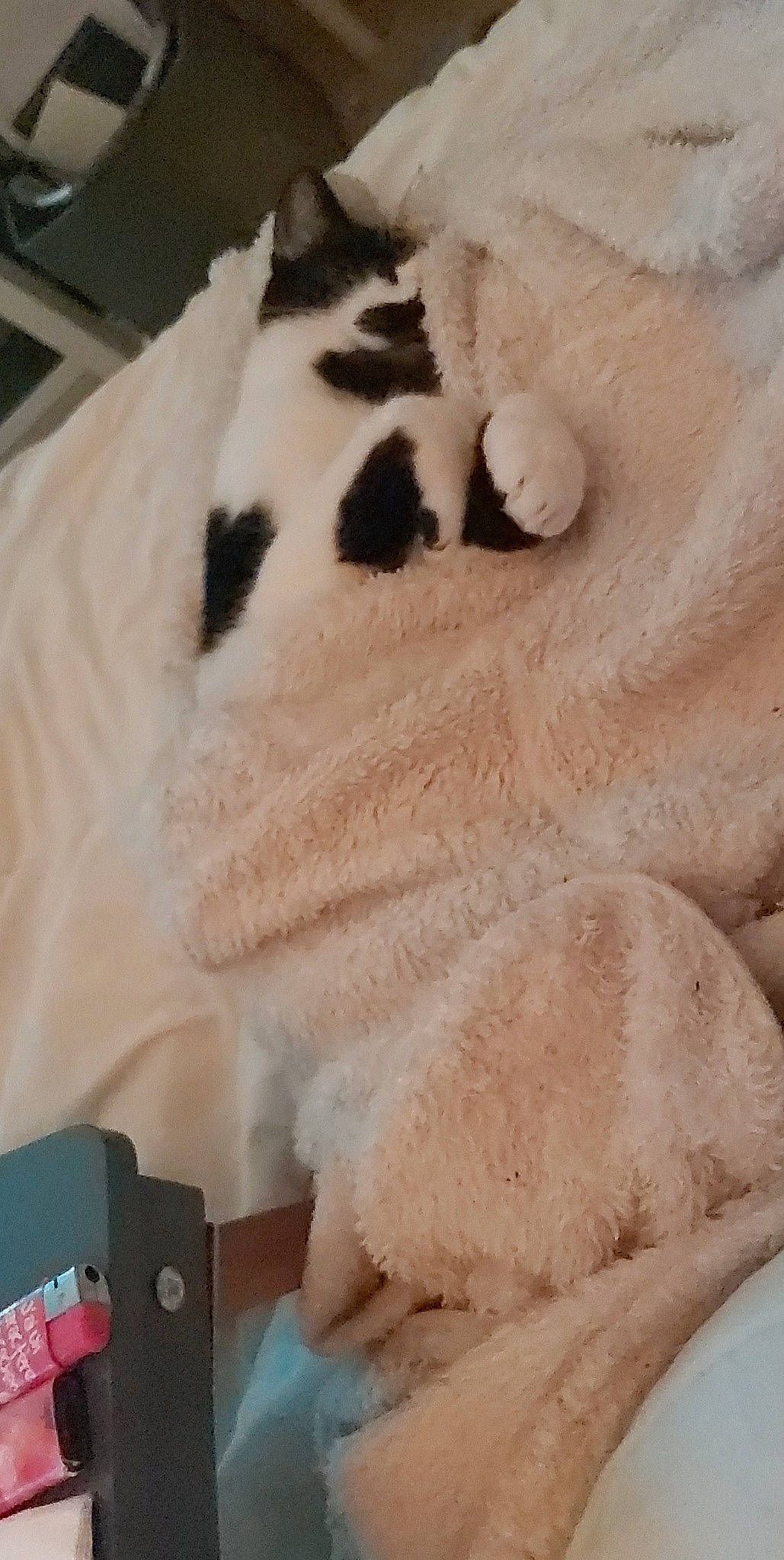 Happy participe au concours pour gagner de l'argent avec cette photo : canidae, carnivore, cat, companion_dog, dog_breed, domestic_short_haired_cat, fawn, felidae, flooring, fur, ingredient, linens, paw, room, small_to_medium_sized_cats, tail, terrestrial_animal, whiskers, wood, wool