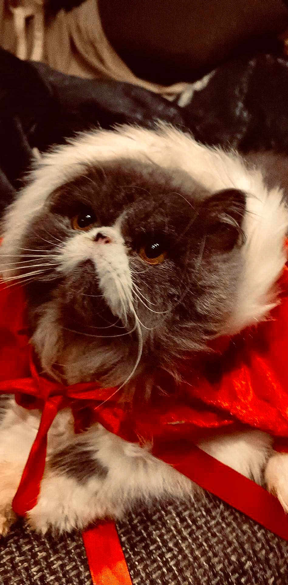 Harley
