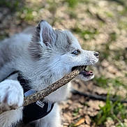 Tchoupy participe au concours pour gagner de l'argent avec cette photo : puppy, dog, stick, chewing, outdoor, nature, grass, leaves, blue_eyes, fur, animal, pet, harness, playful, closeup, side_view, daylight, young_dog, canine, adorable