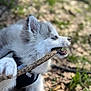 puppy, dog, stick, chewing, outdoor, nature, grass, leaves, blue_eyes, fur, animal, pet, harness, playful, closeup, side_view, daylight, young_dog, canine, adorable
