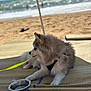 Tchoupy a rejoint le concours — aidez-le/la à gagner de superbes lots ! dog, beach, sand, water_bowl, leash, mat, sandals, ocean, waves, sunlight, outdoor, pet, fluffy, relaxing, summer, vacation, canine, marine, daytime, nature