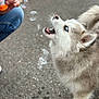 Tchoupy a rejoint le concours — aidez-le/la à gagner de superbes lots ! dog, puppy, husky, blue_eyes, bubbles, hand, playing, outdoor, pavement, fur, pet, canine, mouth_open, cute, animal, young, curious, white_fur, gray_fur, fun
